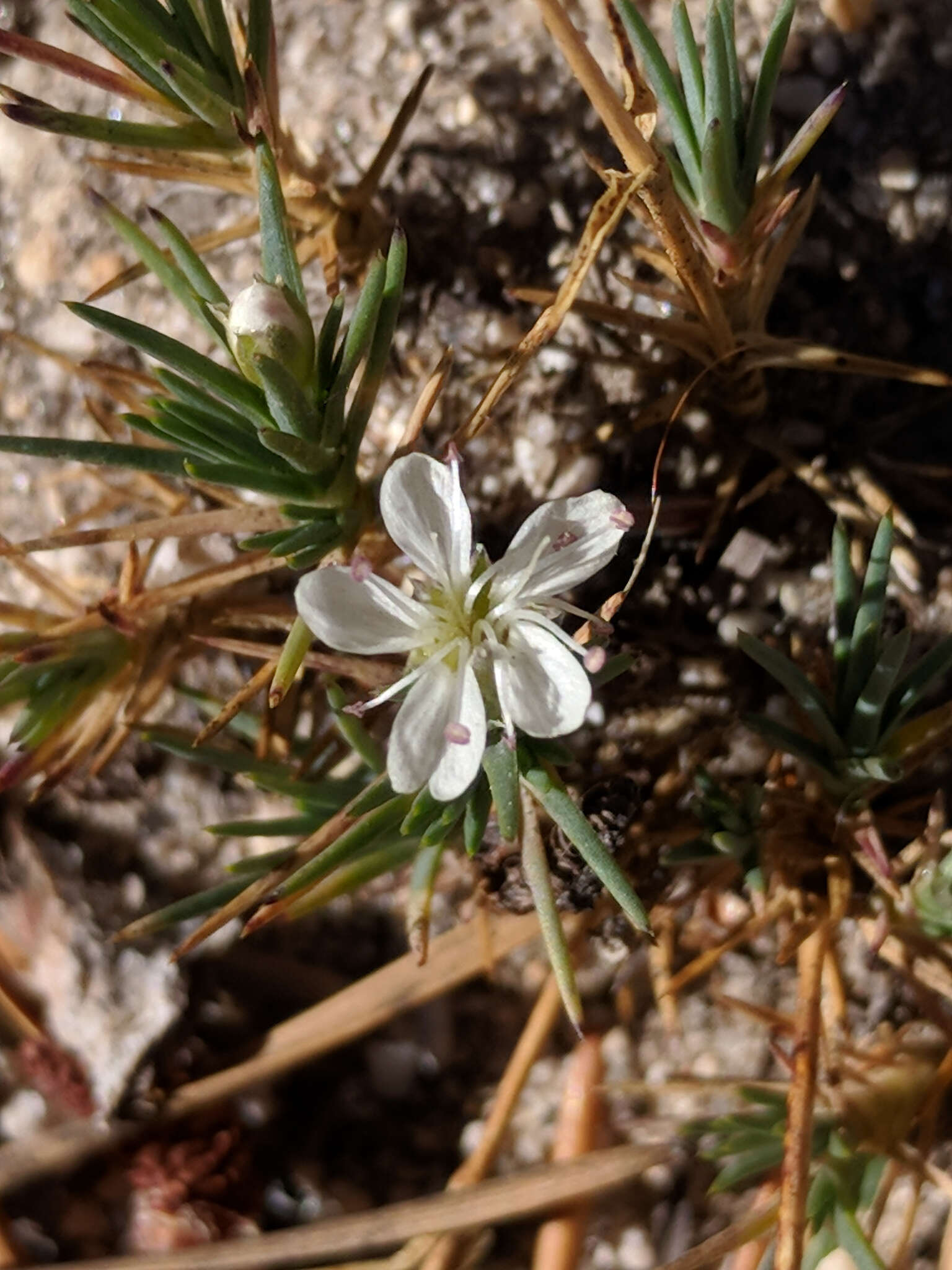 Image of suffrutescent sandwort