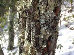 Image of Powder-edged ruffle lichen