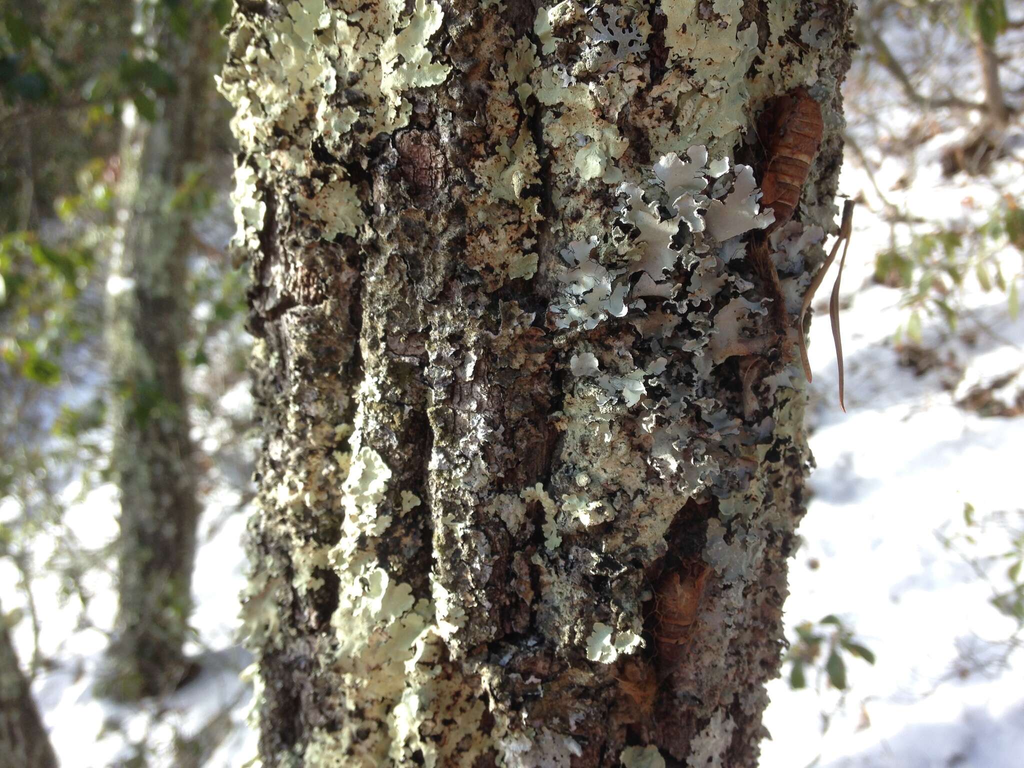 Image of Powder-edged ruffle lichen