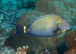 Imagem de Acanthurus maculiceps (Ahl 1923)