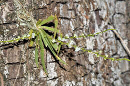 Image of Ornithocephalus inflexus Lindl.