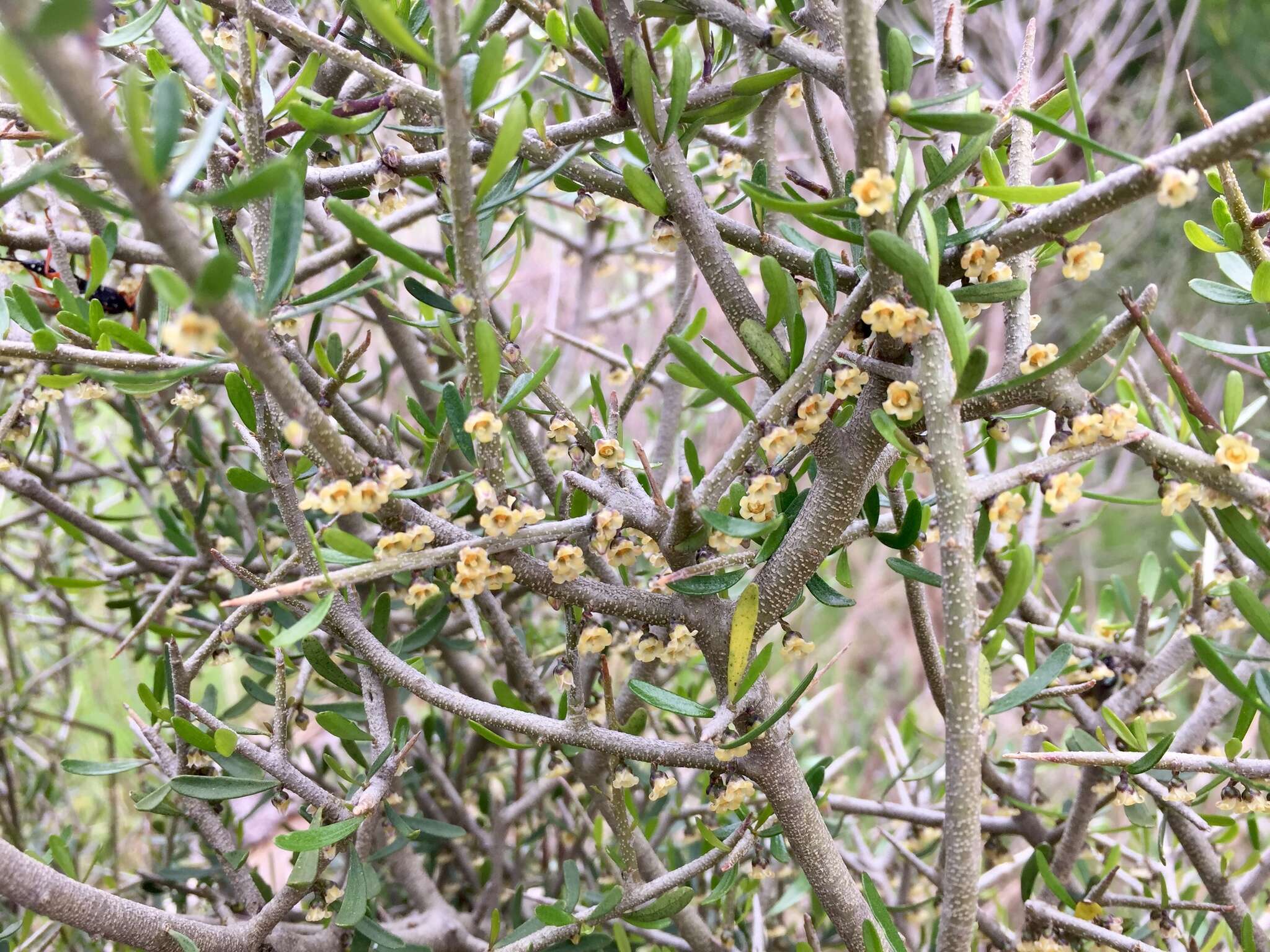 Melicytus angustifolius subsp. divaricatus Stajsic & R. F. Douglas resmi