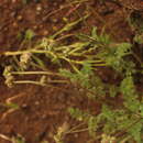 Image of Daucus melananthus