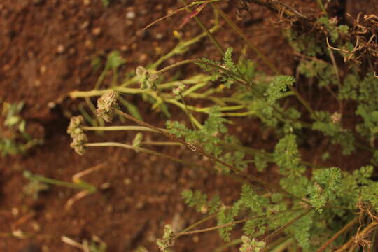 Image of Daucus melananthus