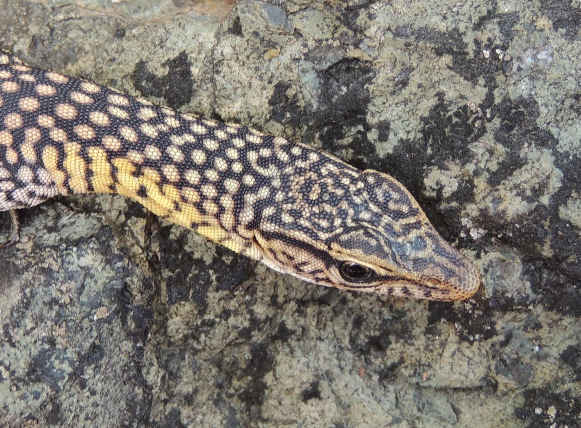 Image of Varanus tristis orientalis Fry 1913