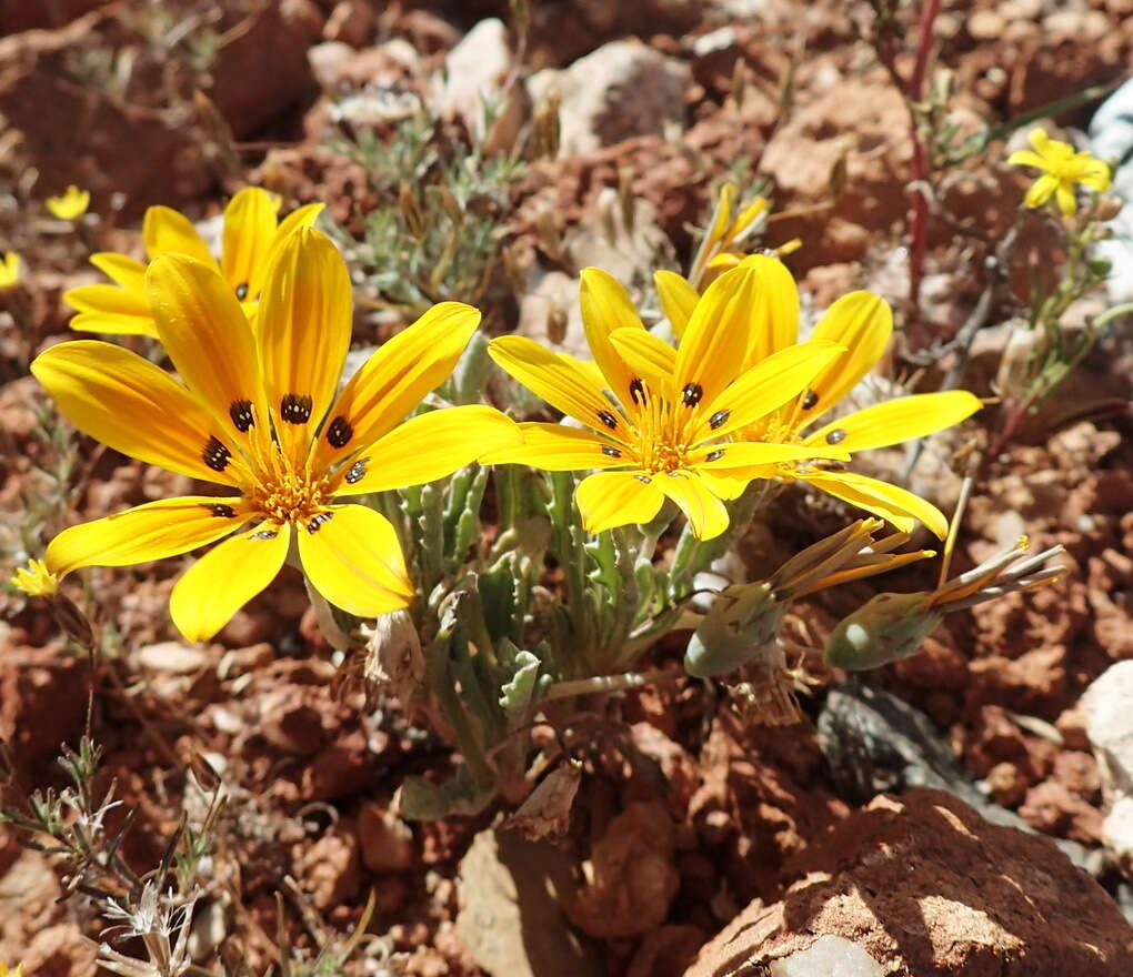 Image of Gazania lichtensteinii Less.