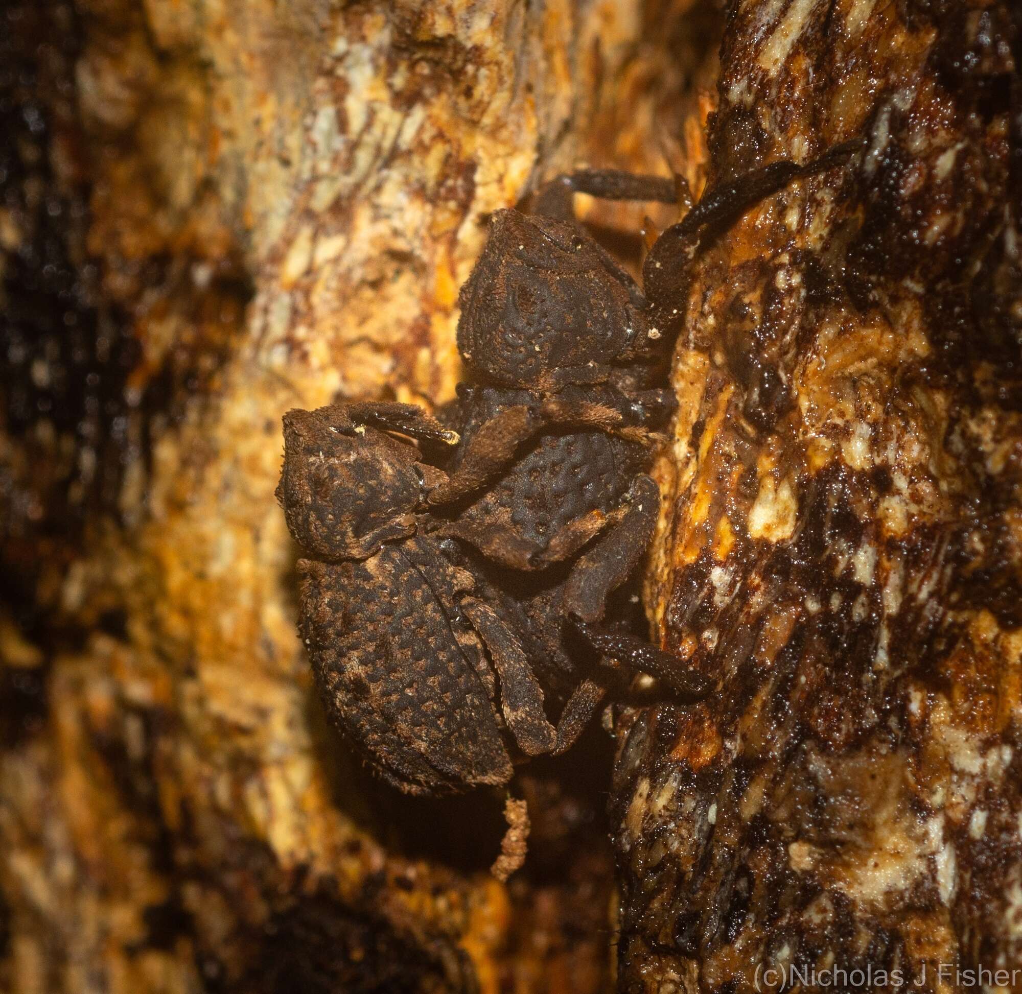 Image of Poropterus cavirostris Lea 1897