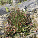 Image de Plantago maritima subsp. maritima