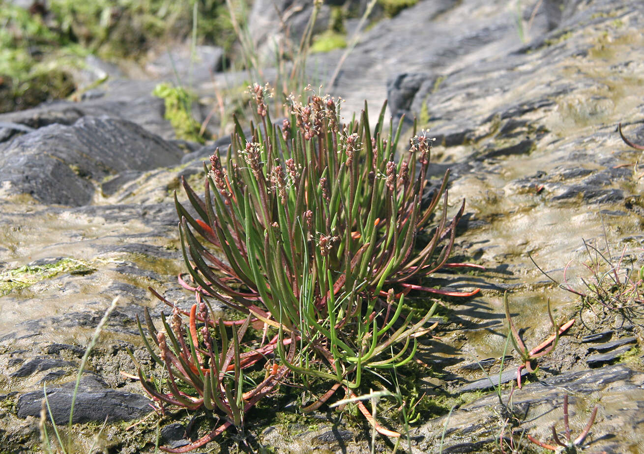 Image of Plantago maritima subsp. maritima