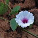 Image of Ipomoea vivianae Krapov.