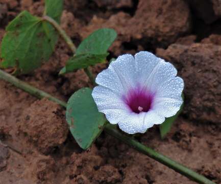 Image of Ipomoea vivianae Krapov.