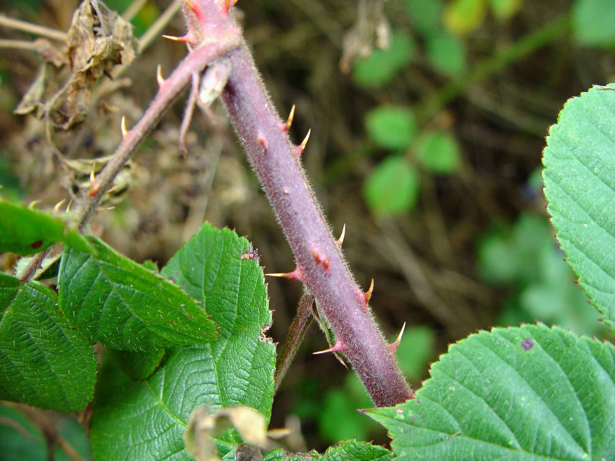 Image of <i>Rubus obesifolius</i>