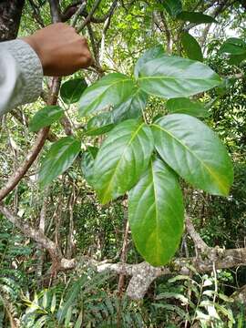 Image of sevenleaf aganope