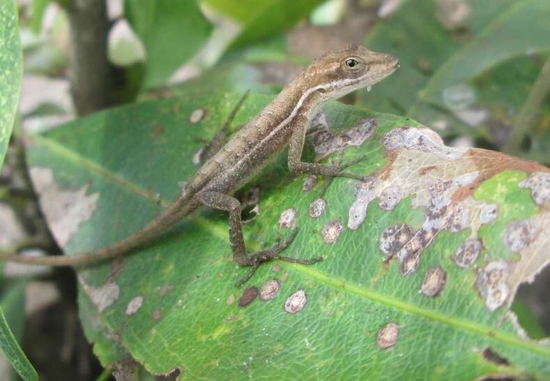 Image of Grass Anole