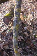 Image of Fringed candleflame lichen;   Lemon lichen