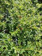 Image de Ceanothus foliosus var. medius Mc Minn