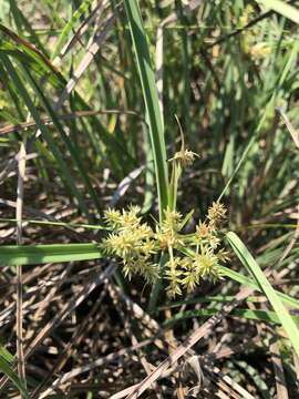 Image of Javanese flatsedge