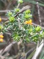 Image of Pultenaea stricta Sims