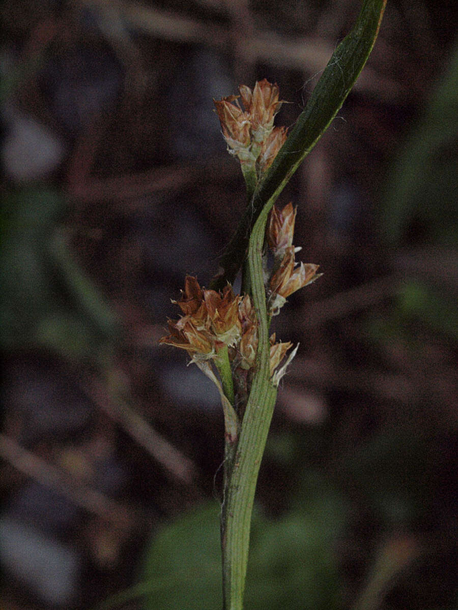 Image of common woodrush