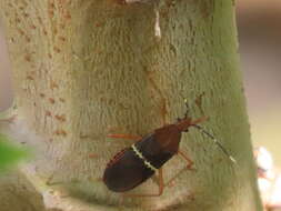 صورة Leptoscelis fasciifera Stål 1865