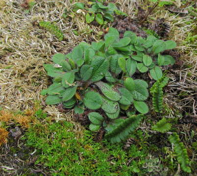 Image of Myosotis antarctica Hook. fil.