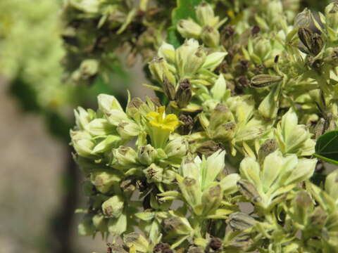 Image de Waltheria acuminata Rose