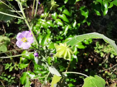 Image of gaymallow