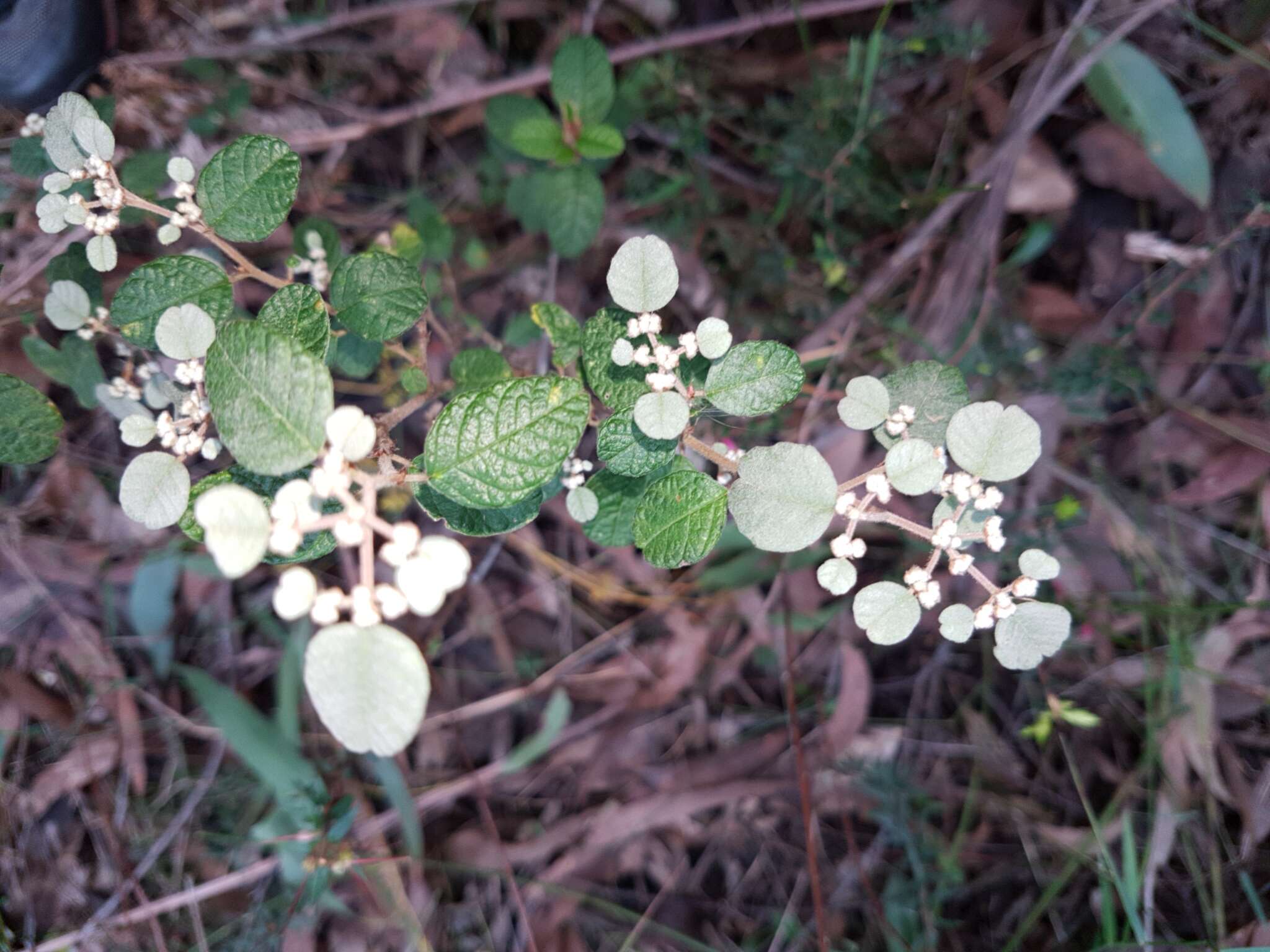 Image of Cryptandra parvifolia (Hook.) Hook. fil.