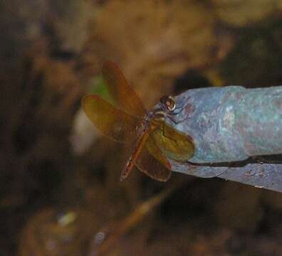 Image of Slough Amberwing