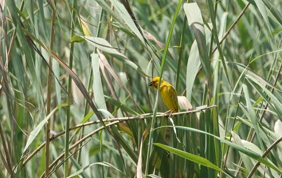 Image de Ploceus subaureus subaureus Smith & A 1839