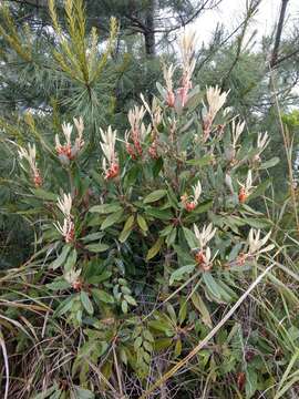 Слика од Rhododendron formosanum Hemsl.