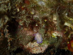 Image of pink flatworm