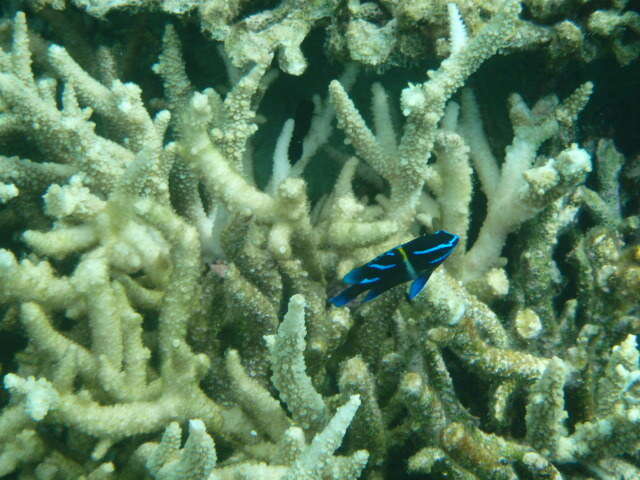 Image of Blue-streak damsel