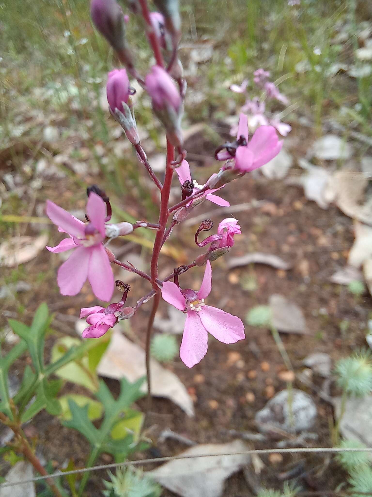 Stylidium brunonianum subsp. brunonianum resmi