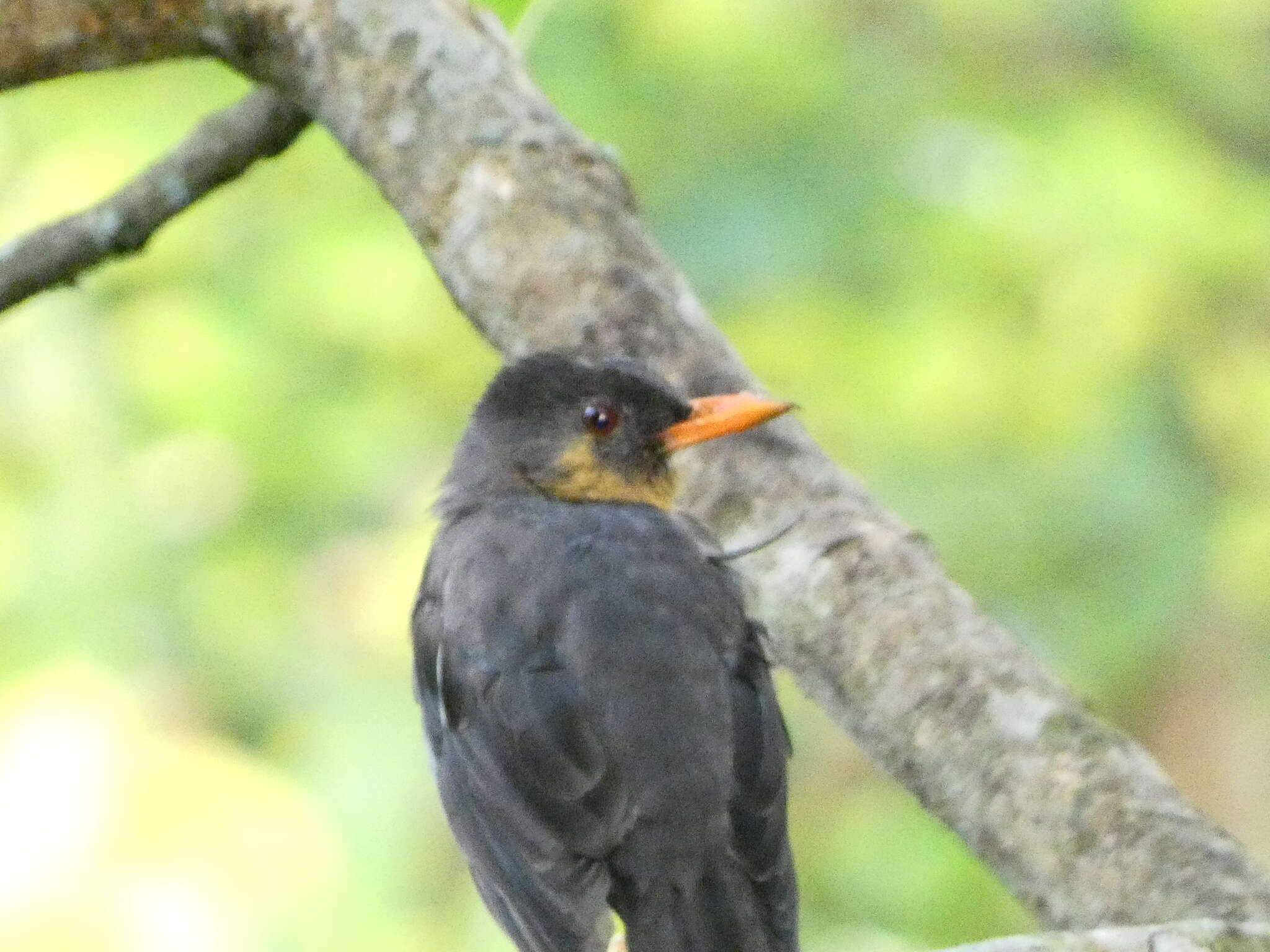 Image of White-chinned Thrush