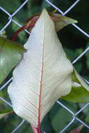 Image of Yunnan poplar