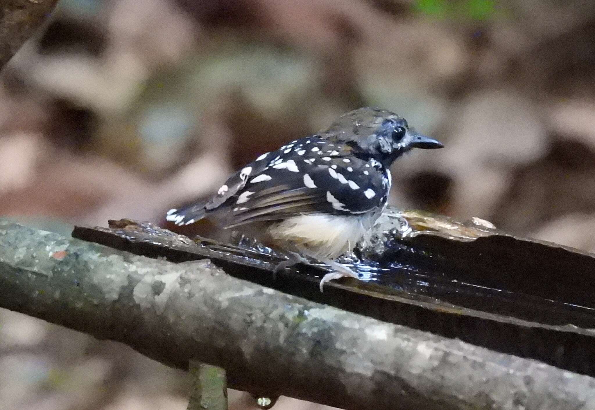 Image of Dot-backed Antbird