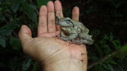 Image of Matuda’s Spikethumb Frog