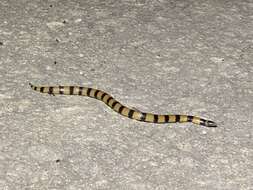 Image of Desert Banded Snake