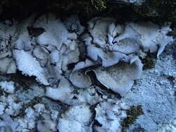 Image of reticulate silverskin lichen