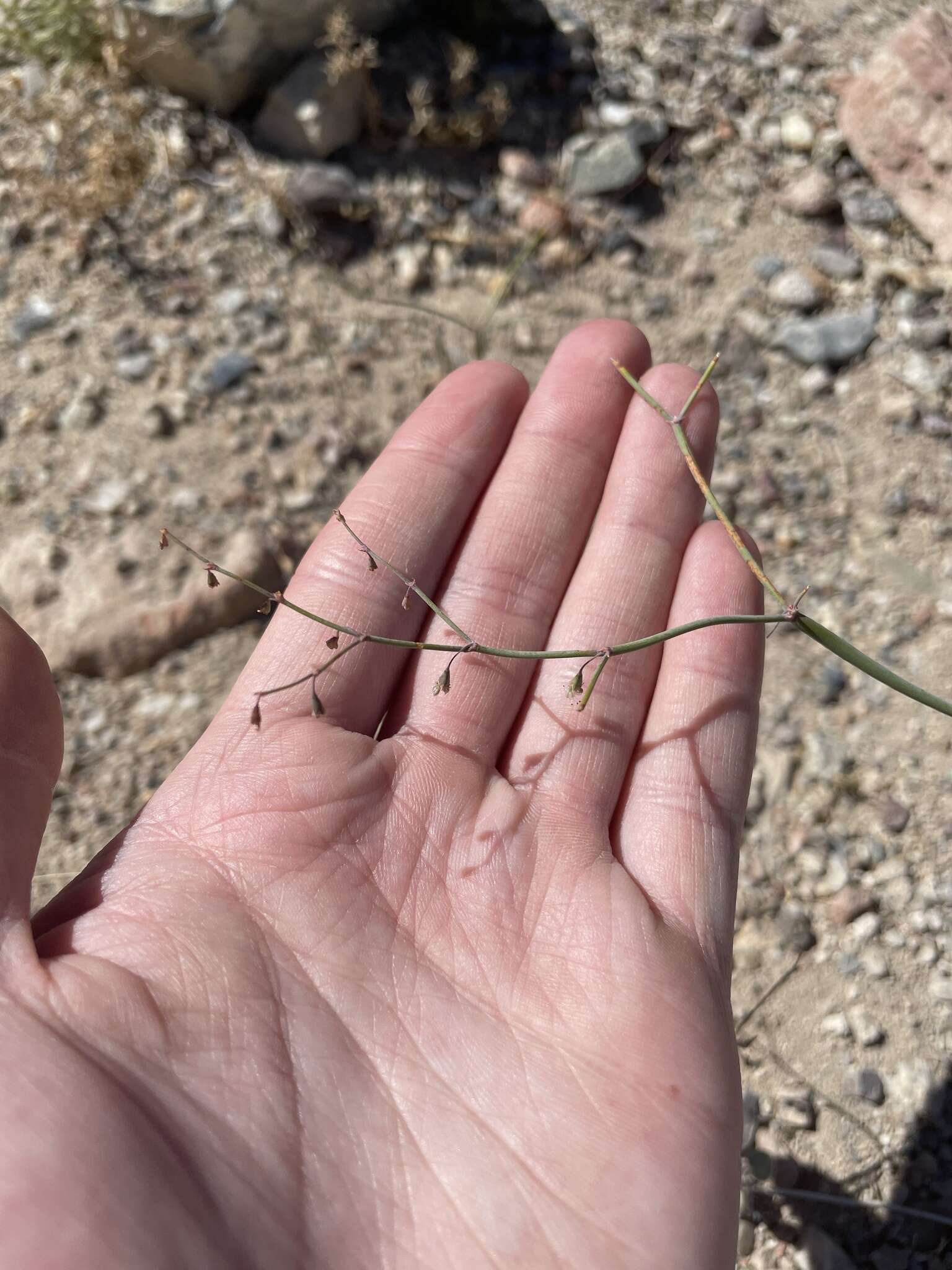 Image de Eriogonum deflexum var. baratum (Elmer) Reveal