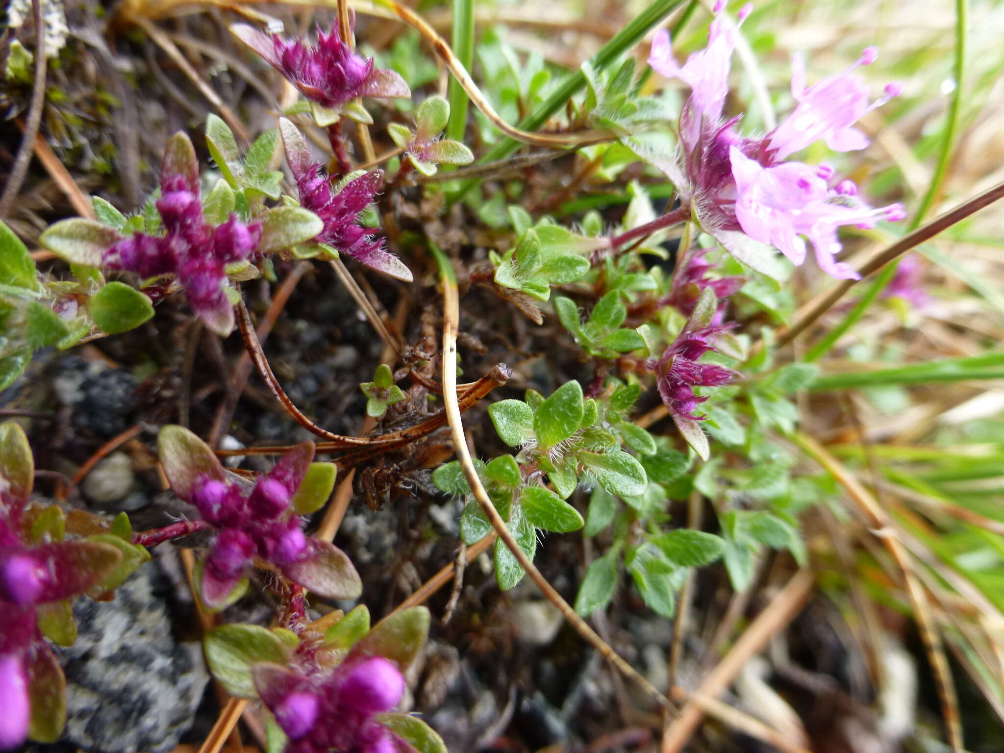 Image of Thymus glabricaulis