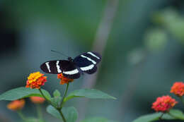 Image of Heliconius hewitsoni Staudinger 1875