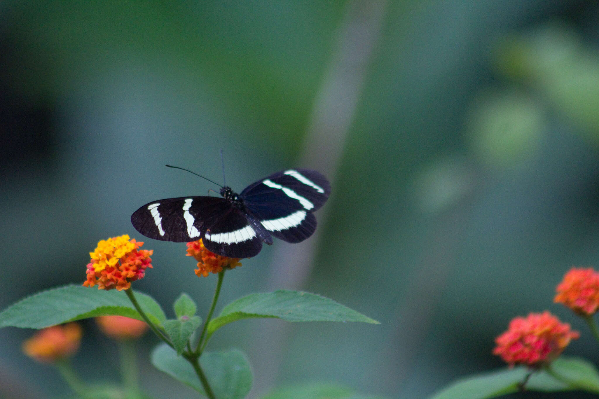 Image of Heliconius hewitsoni Staudinger 1875