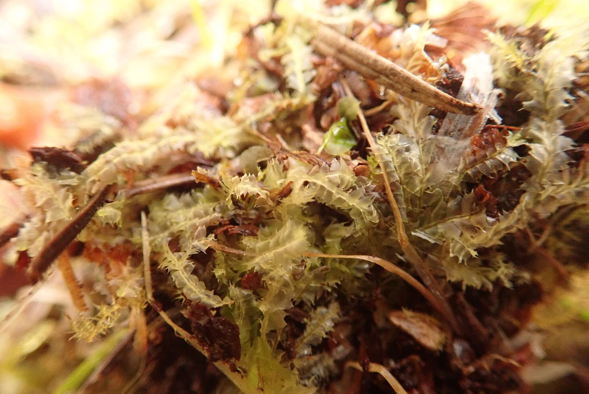 Image of Bifid Crestwort