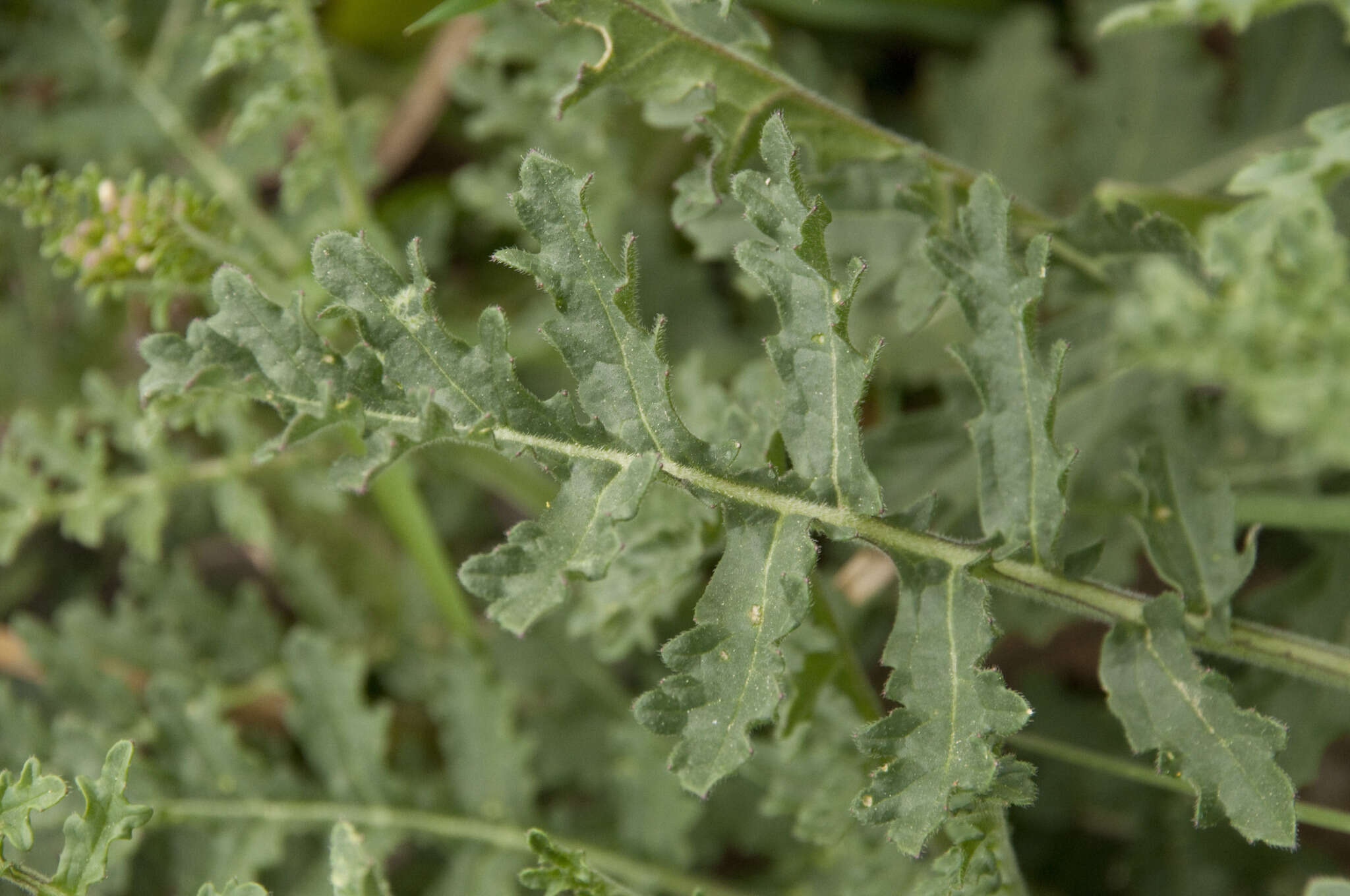 Image of Erucastrum nasturtiifolium (Poir.) O. E. Schulz