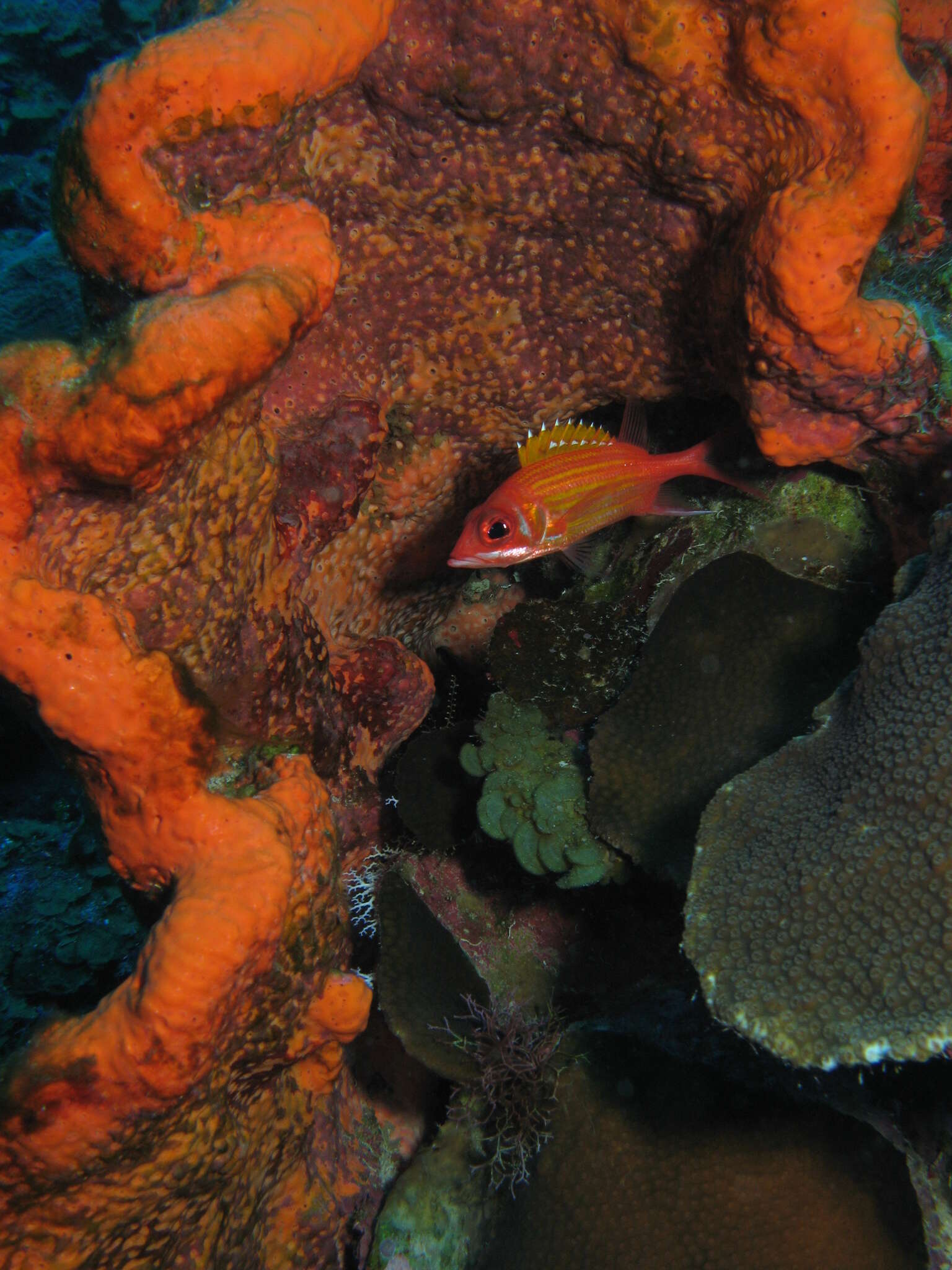 Image of orange elephant ear sponge