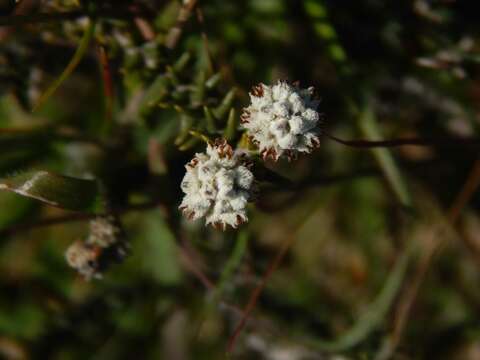 Image of Phylica thunbergiana E. Mey.