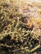 Image de Ulex micranthus Lange