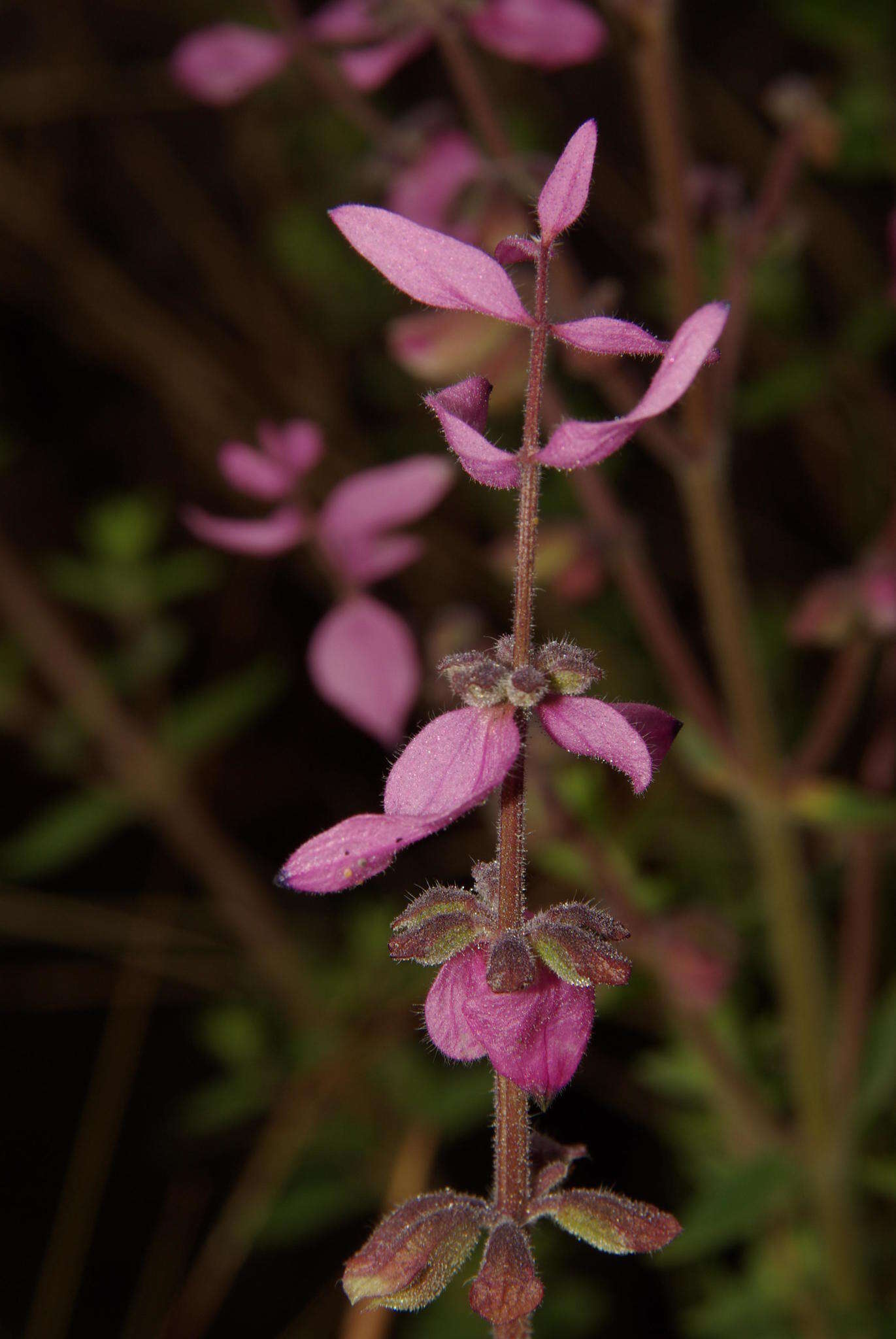 Image de Syncolostemon transvaalensis (Schltr.) D. F. Otieno